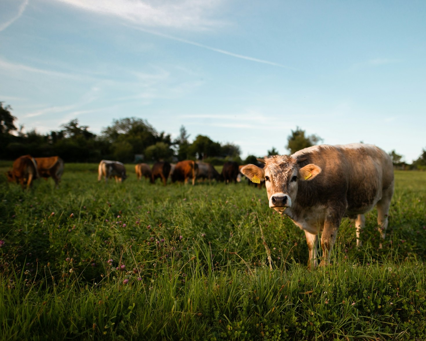 How Tanner Family Farms Supports Sustainable Agriculture