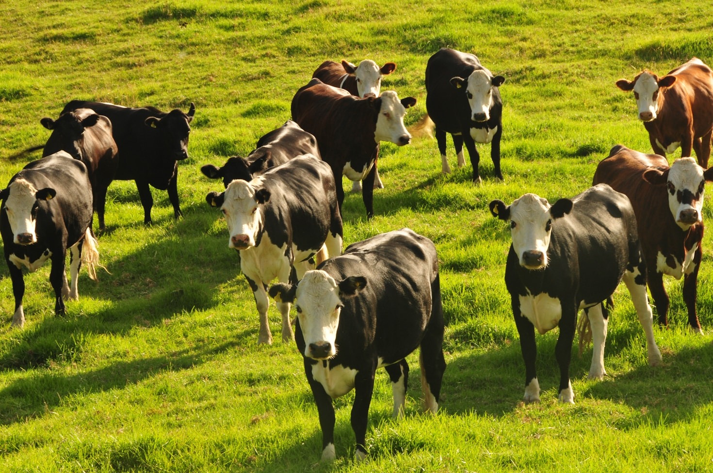 Exploring the Dual Role of Tanner Family Farms