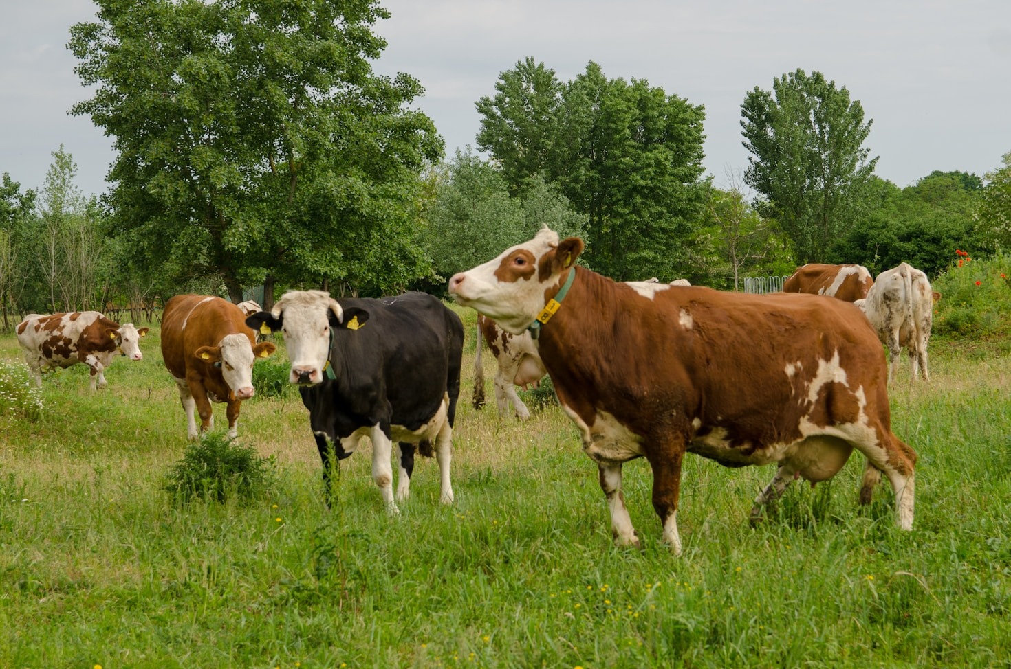 Cattle Raising: Ethics and Sustainability