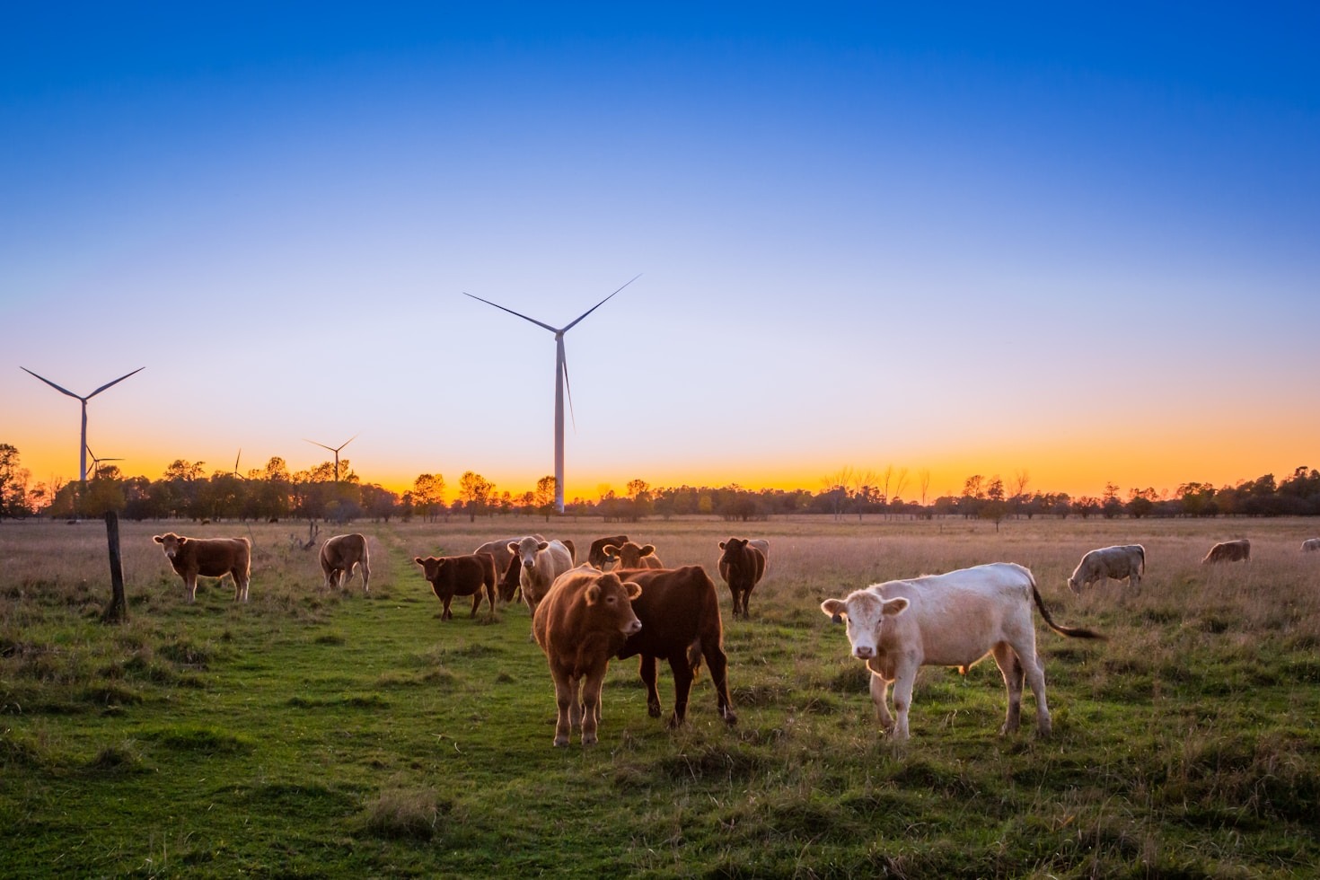 Agricultural Innovations at Tanner Family Farms